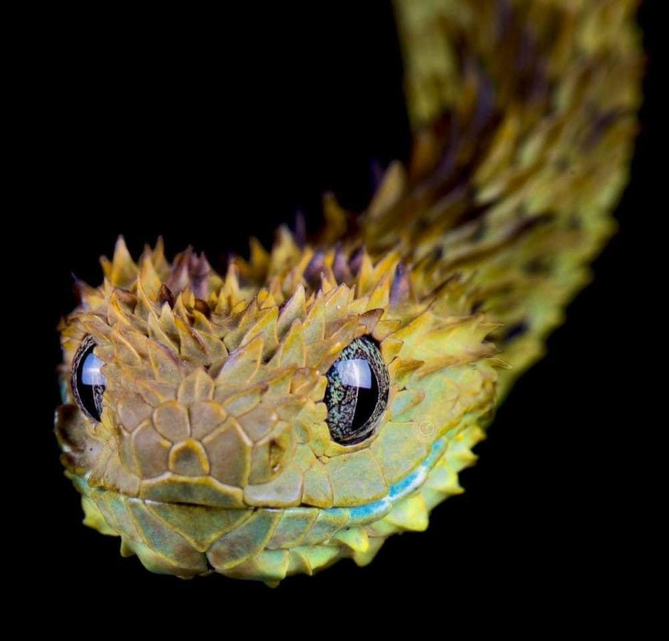 Spiny Bush Viper