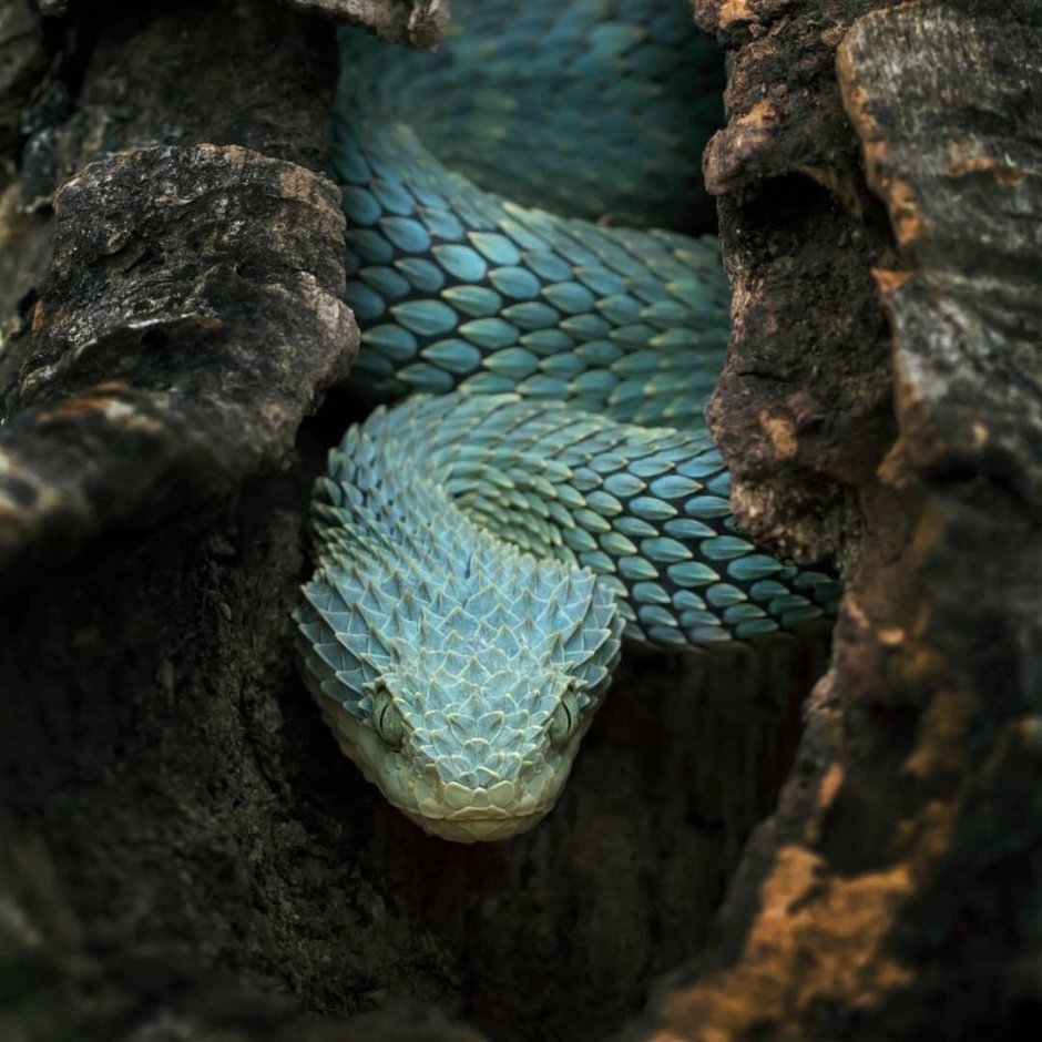 Кустарниковая гадюка (Atheris