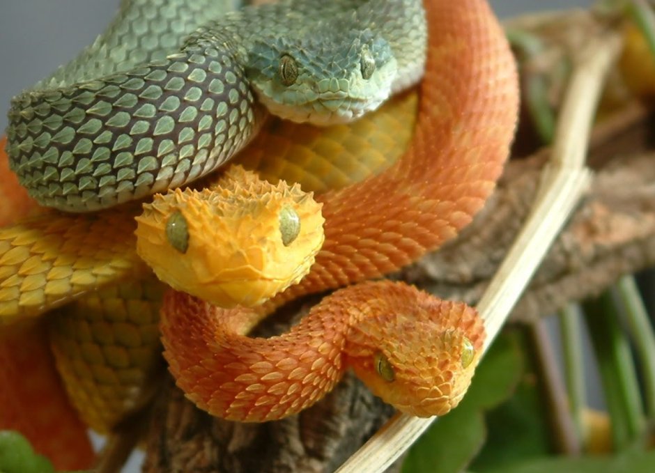 Шершавая древесная гадюка (Atheris squamigera)
