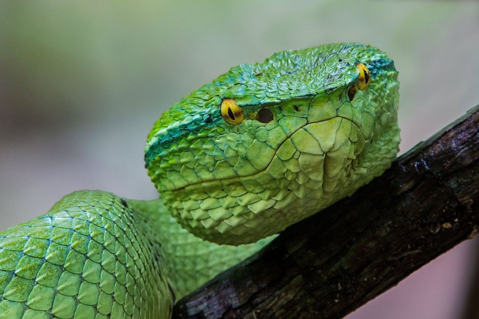 Pit Viper