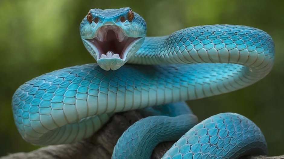 Голубая комодская куфия (Trimeresurus insularis
