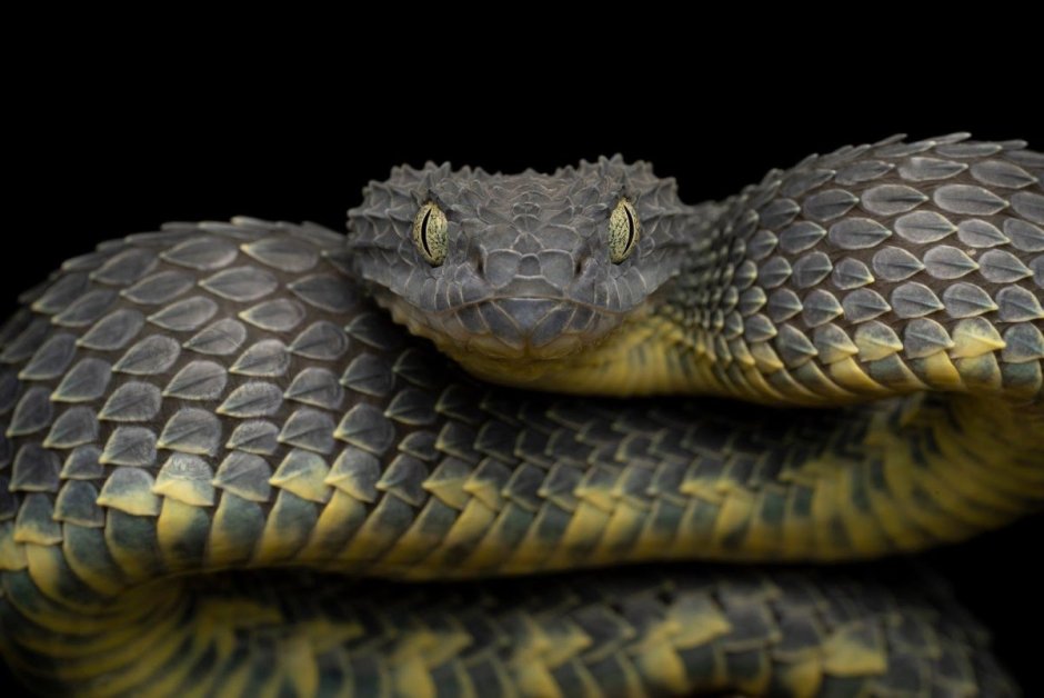 Змея Atheris squamigera