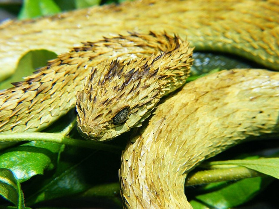 Кустарниковая гадюка (Atheris