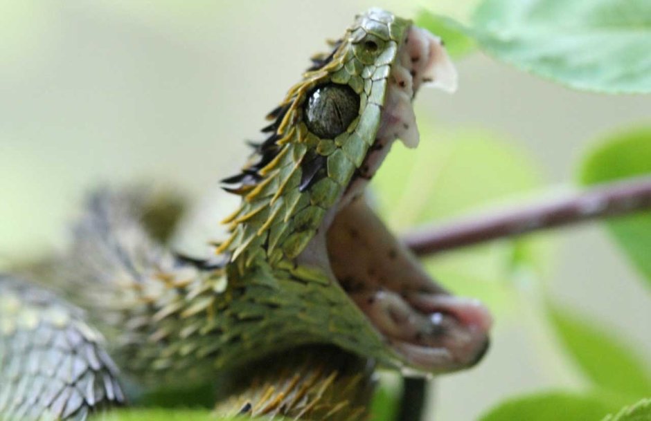 Кустарниковая гадюка (Atheris