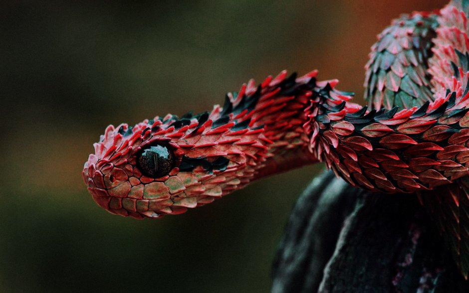Кустарниковая гадюка (Atheris