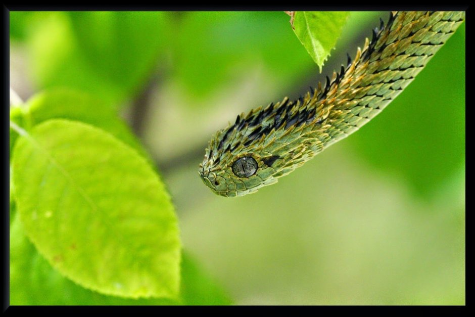 Колючая кустарниковая гадюка (лат. Atheris hispida)