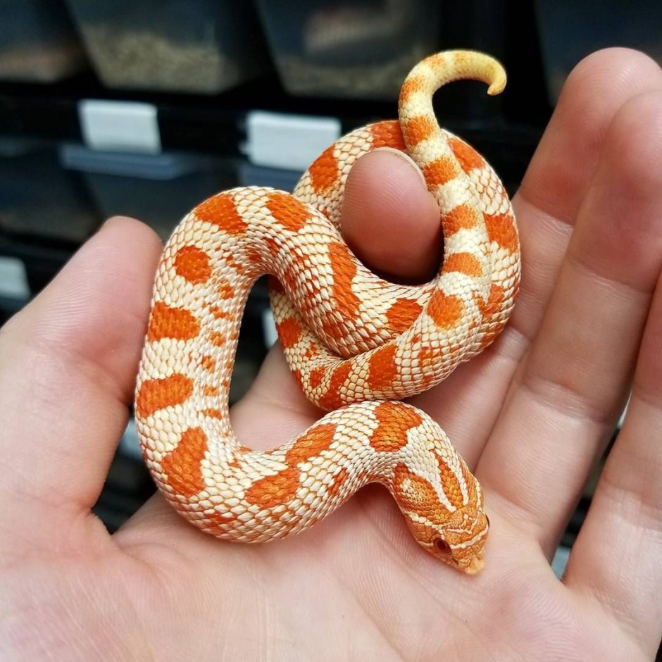 Western Hognose Snake