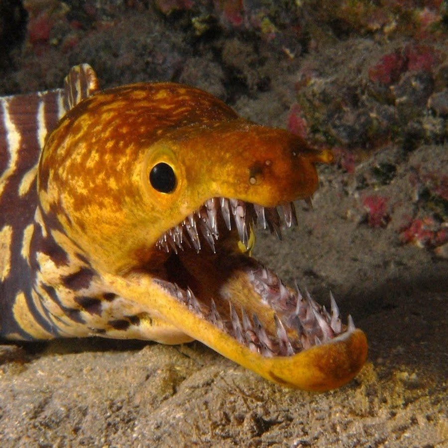 Саблезубая тигровая мурена