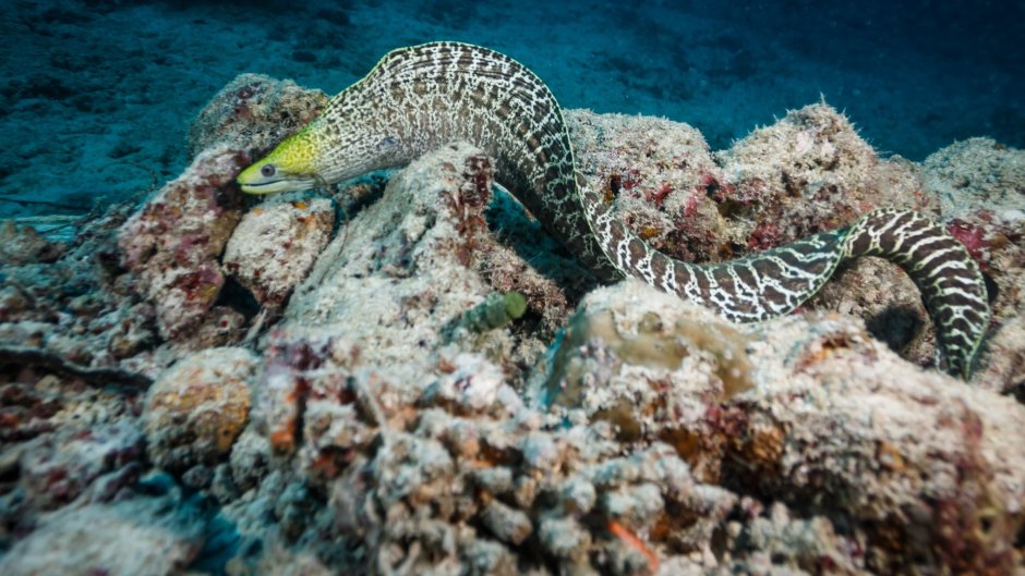 Мурена Карибское море