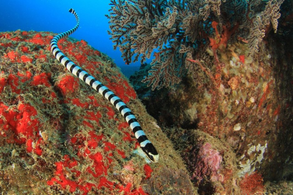 Ужевидный морской Крайт