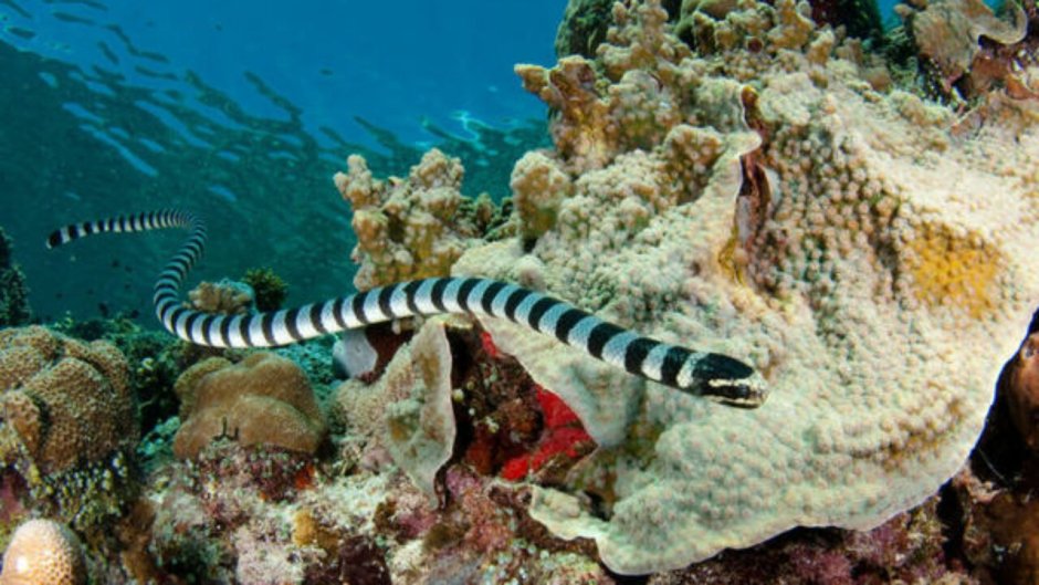 Морской Крайт (большой плоскохвост)