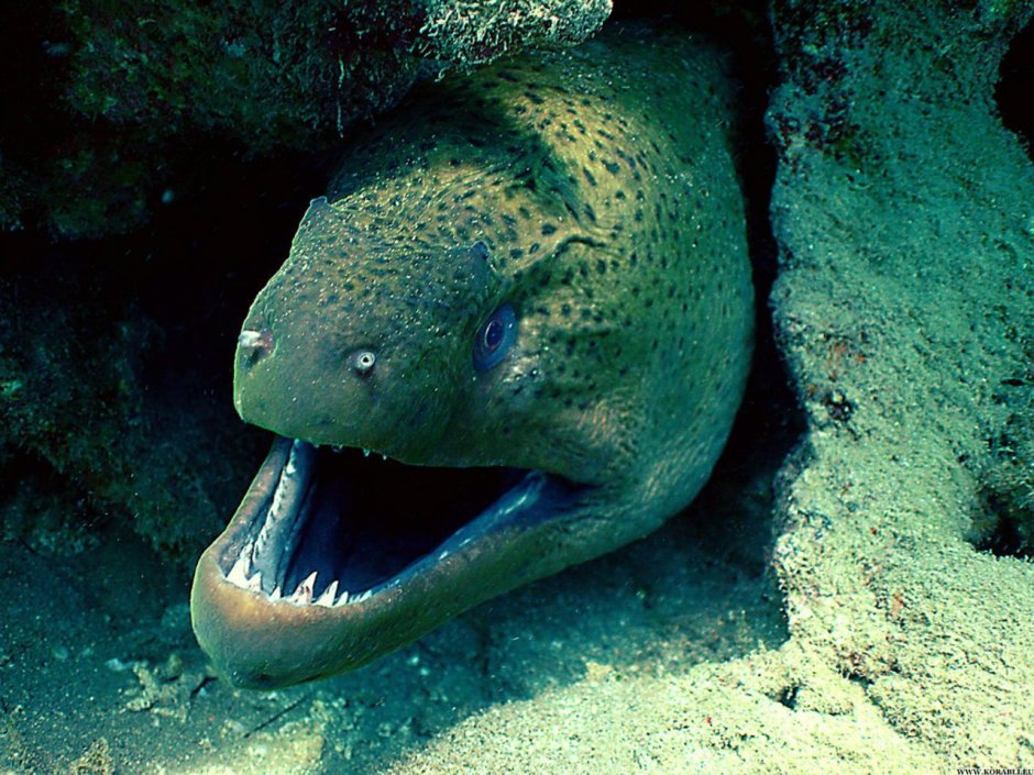 Гигантская мурена