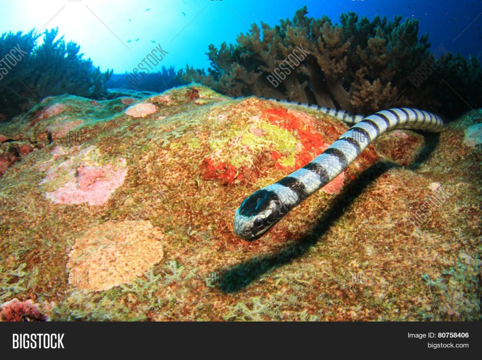 Rhinomuraena quaesita