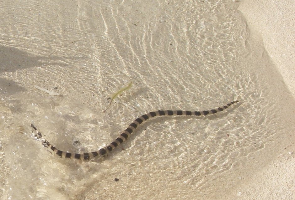 Змеи в Геленджике