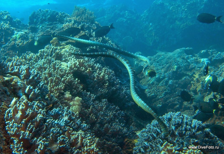 Морские змеи дайвинг