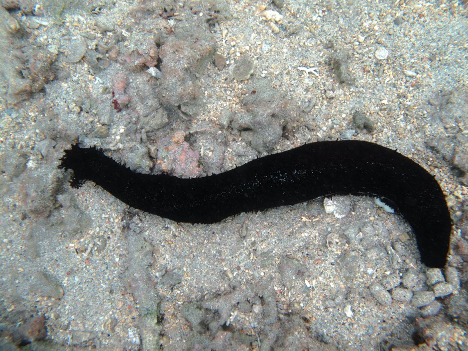 Holothuria leucospilota