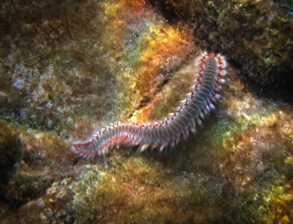 Hermodice carunculata Огненный червь