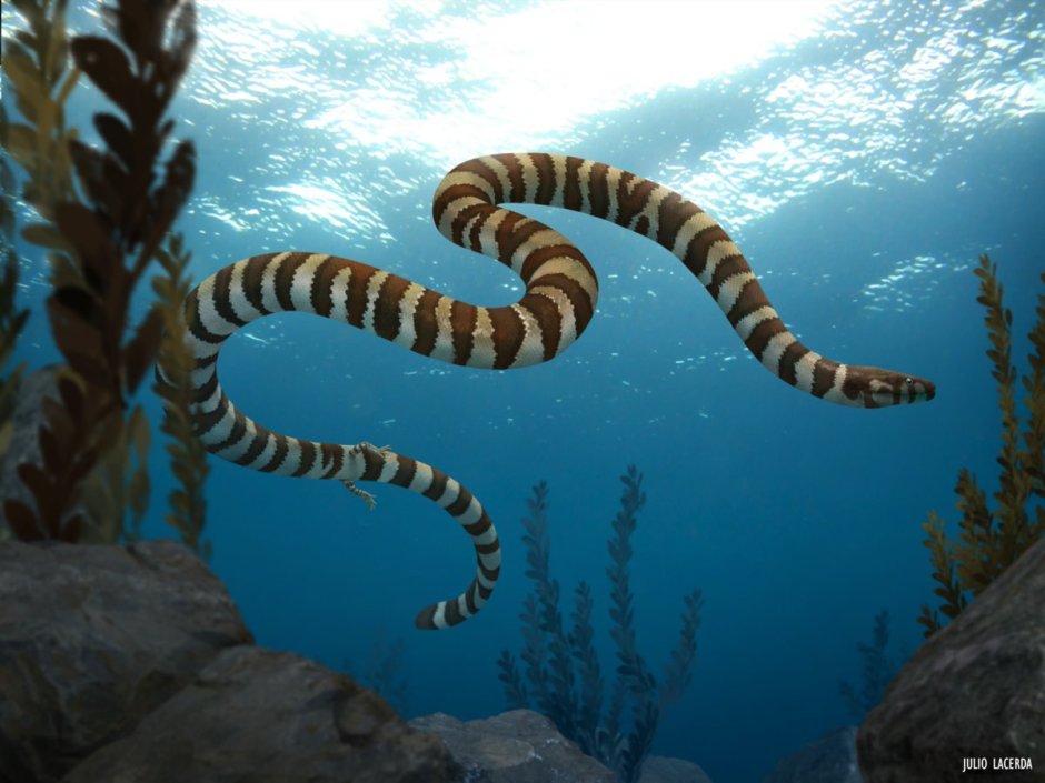 Пахирахис рептилия