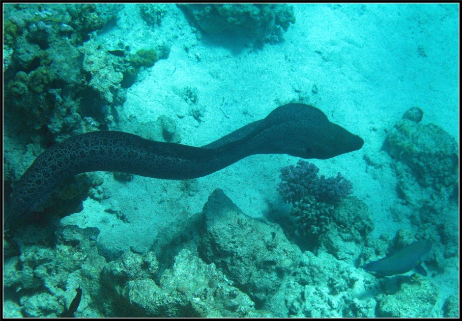Морская змея мурена