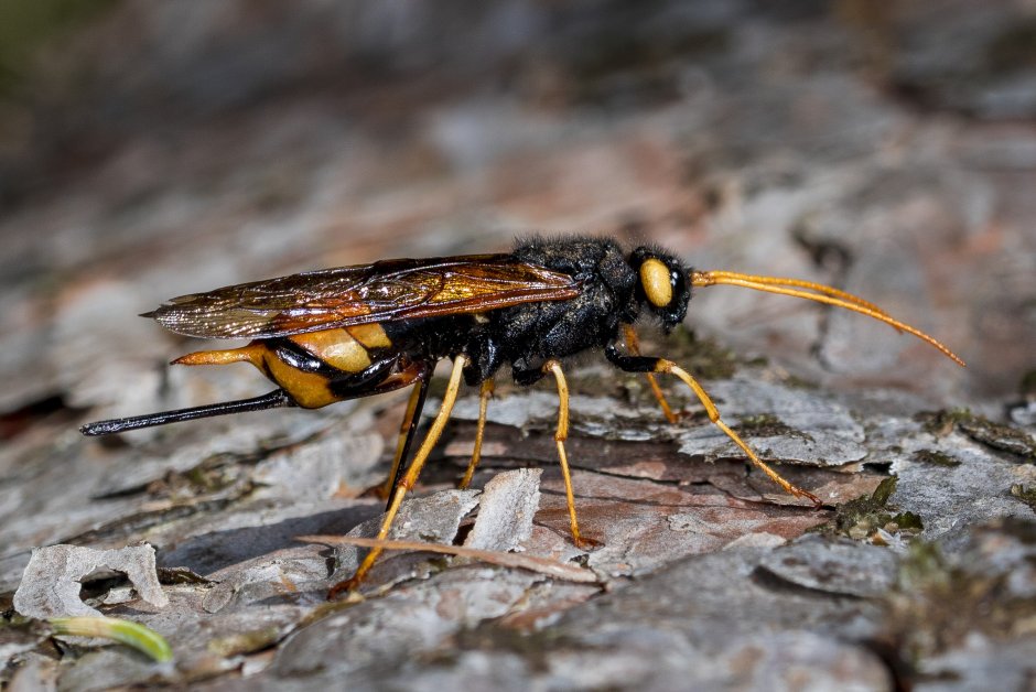 Рогохвост Urocerus Gigas