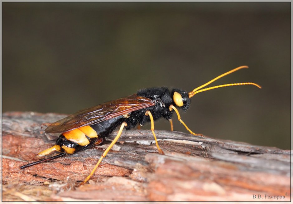Рогохвост гигант – Urocerus Gigas