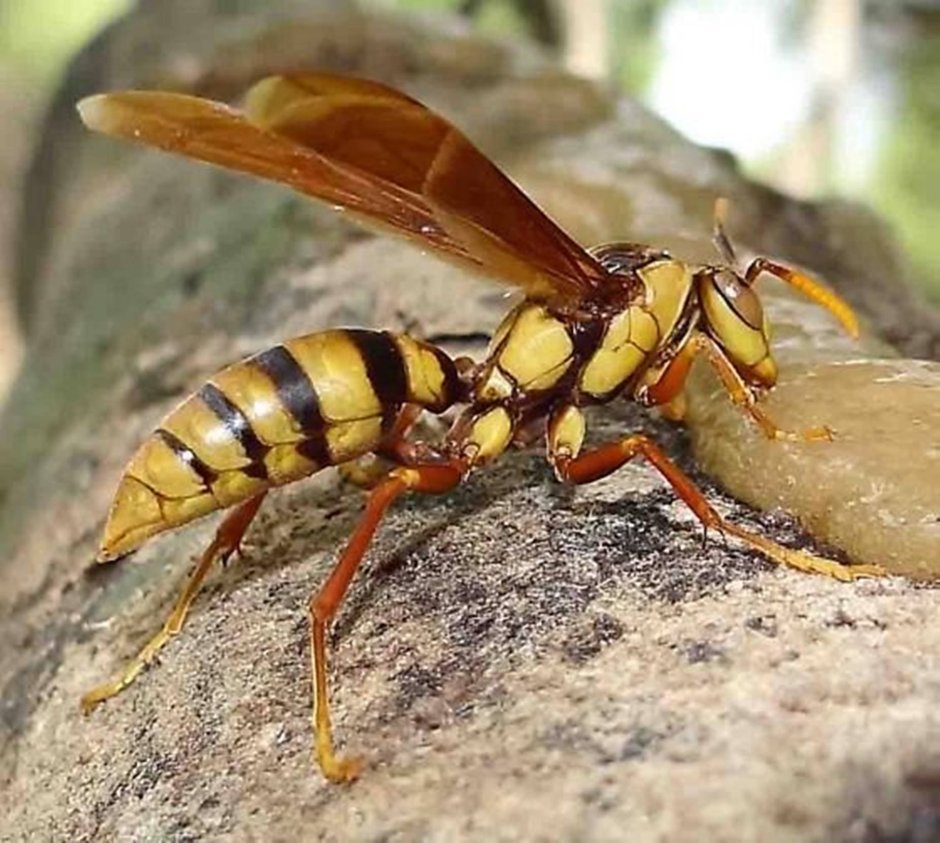 Polistes Carnifex