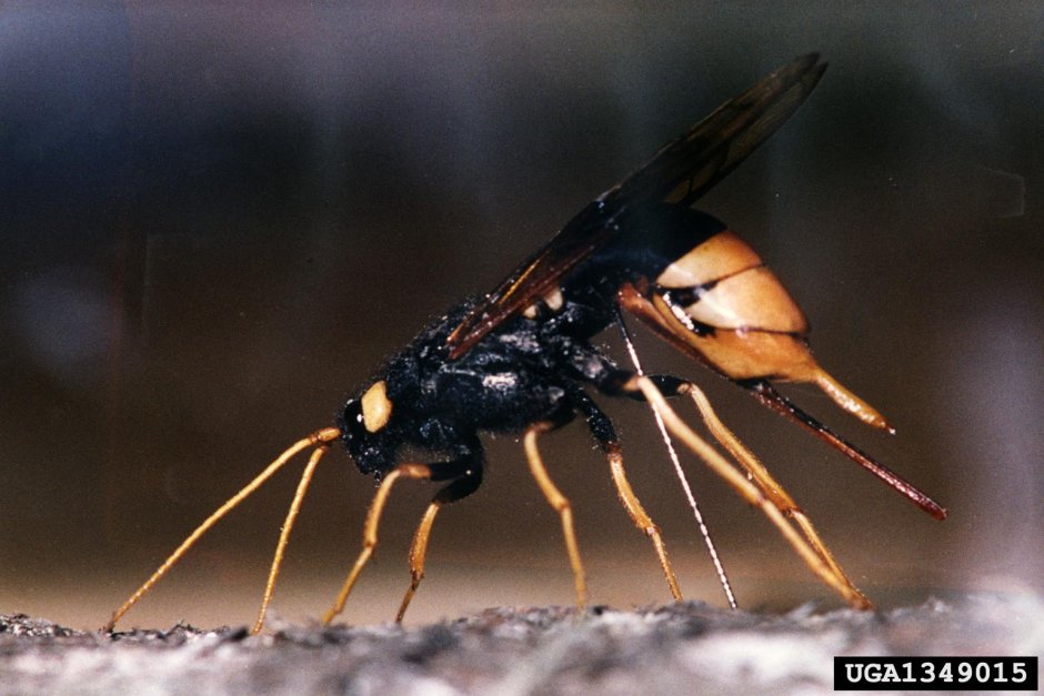 Рогохвост Urocerus Gigas