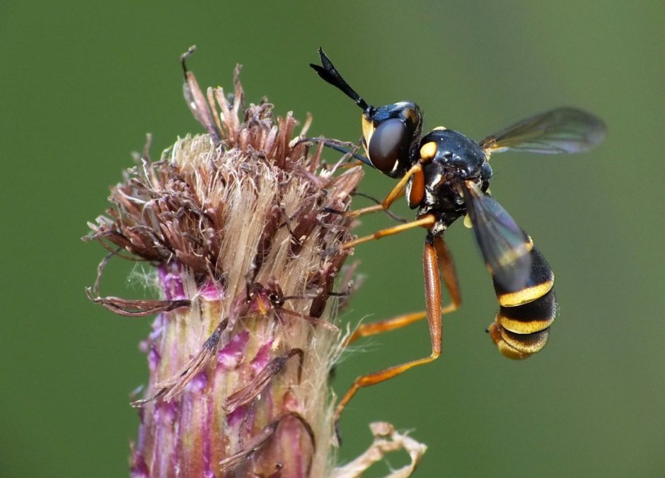 Оса Euparagia scutellaris