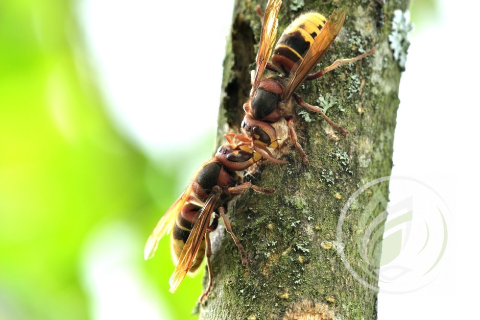 Bark eating insects