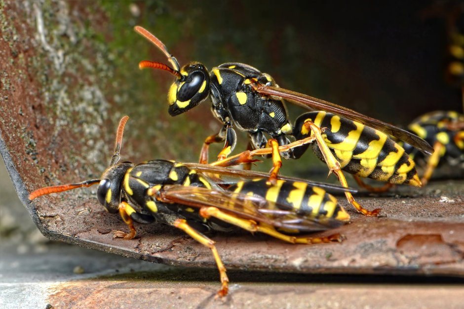 Vespa mandarinia Шершень