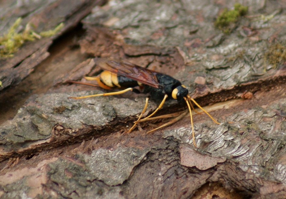 Horntail рогохвост