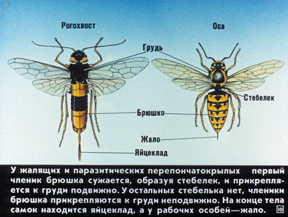 Отряд Перепончатокрылые пчелы