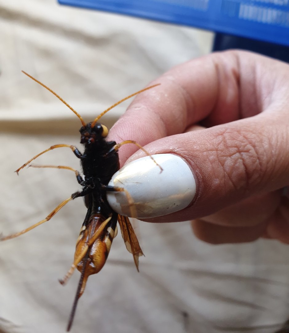 Рогохвост гигант – Urocerus Gigas