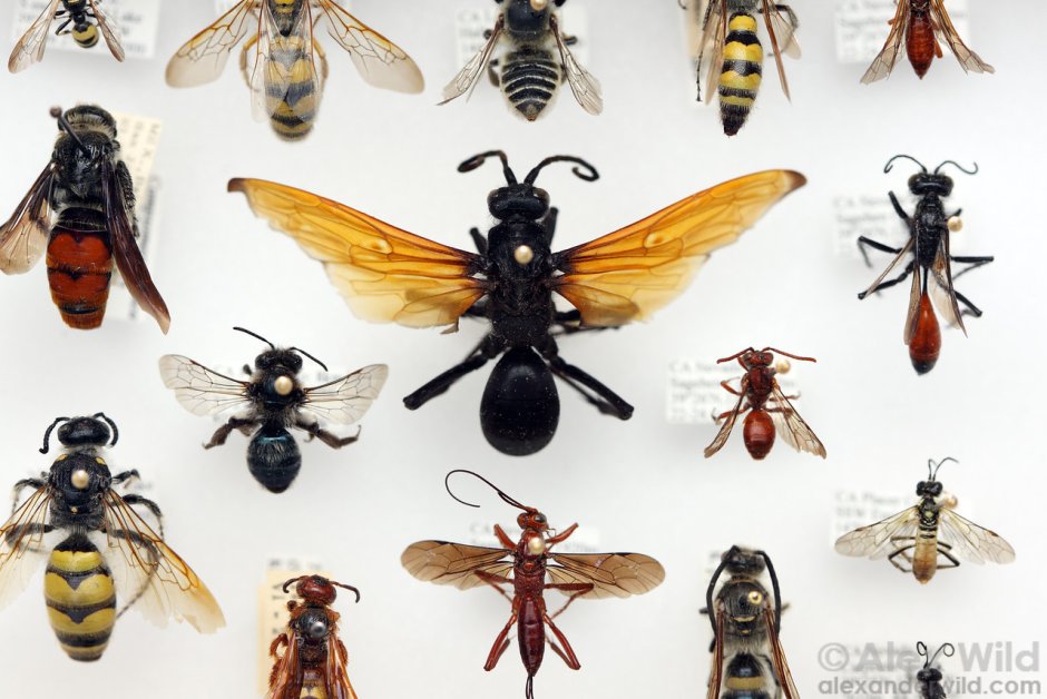 Отряд Перепончатокрылые (Hymenoptera)