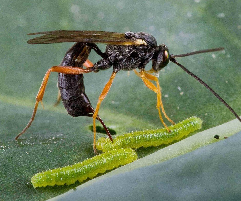 Афидиус колемани (Aphidius colemani)