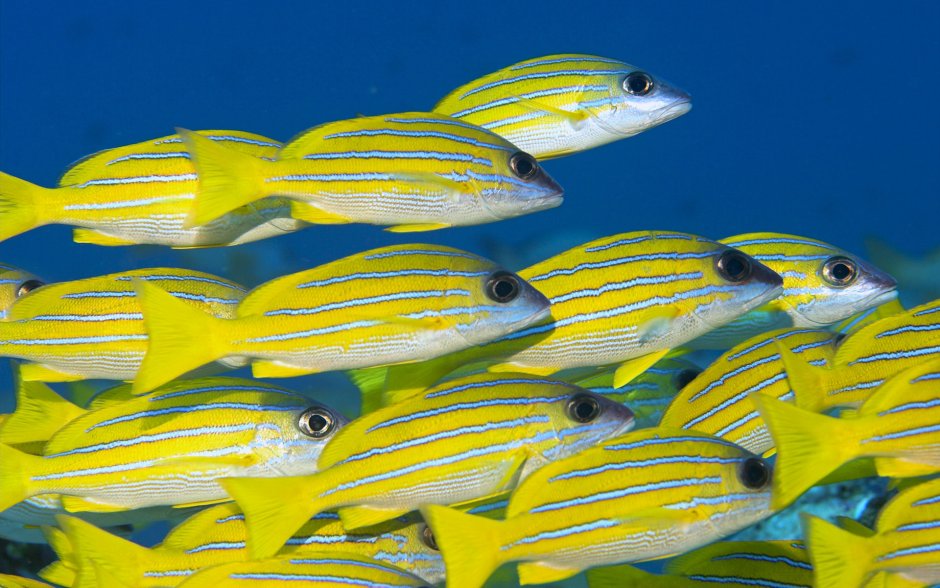 Морские рыбы жёлтый полосатик
