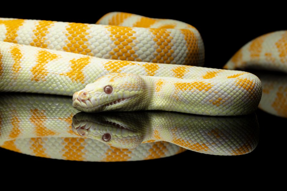 Morelia spilota Albino