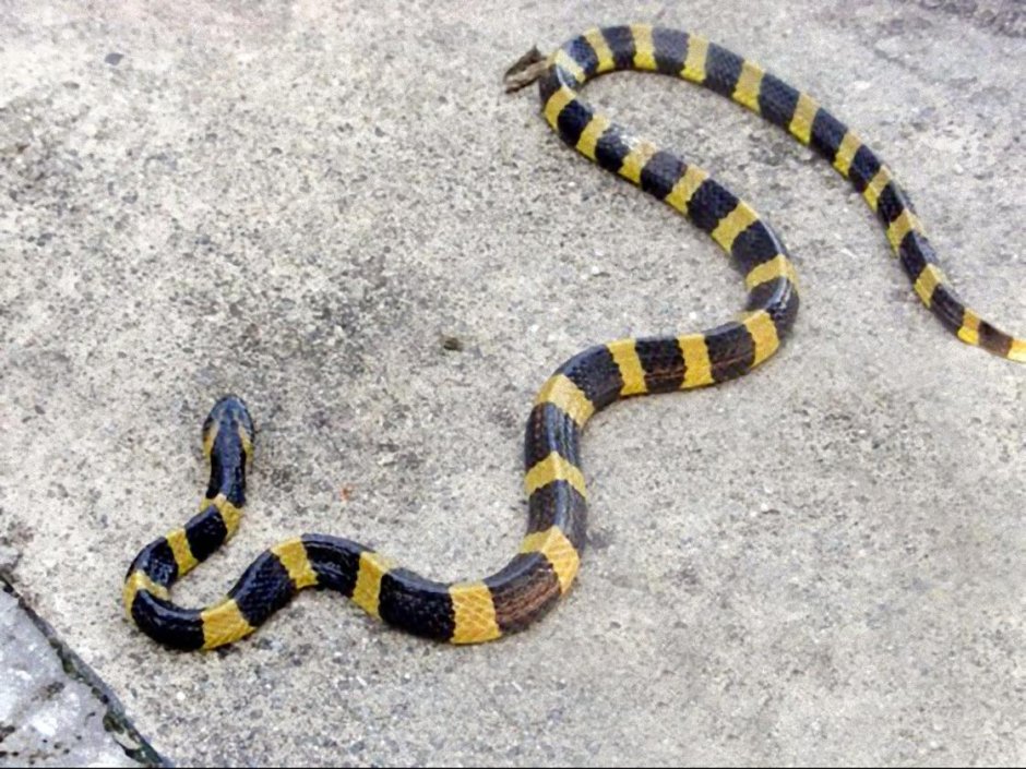 Bungarus fasciatus