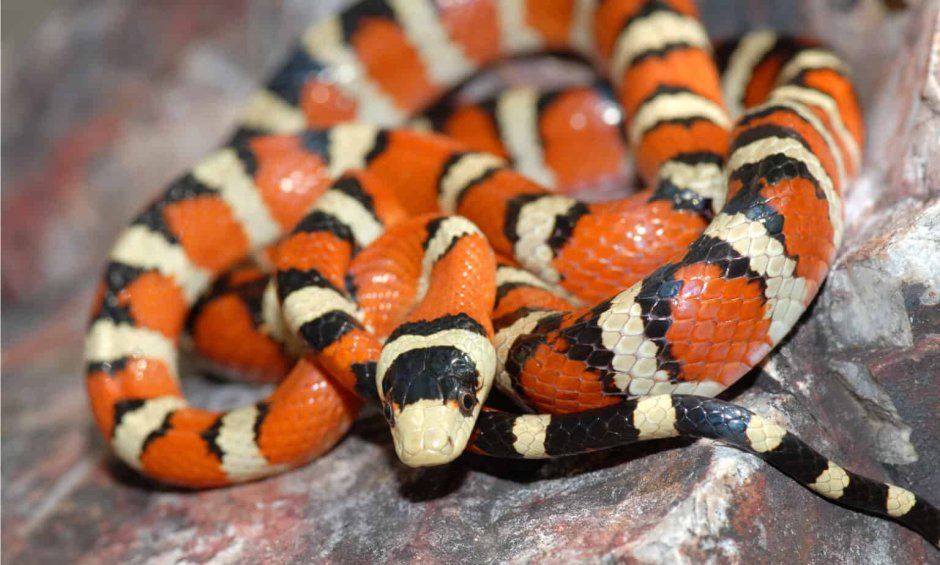 Lampropeltis pyromelana