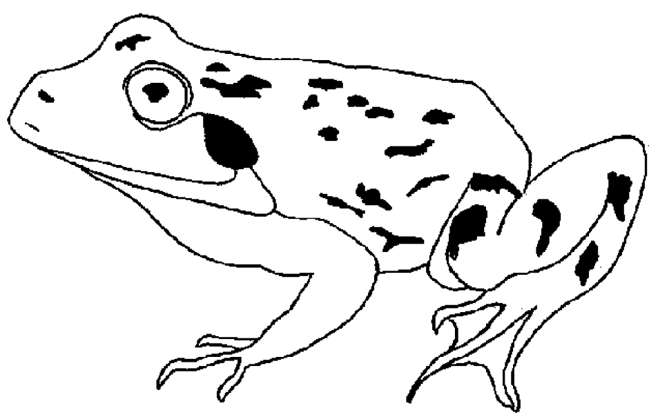 Печать лягушка