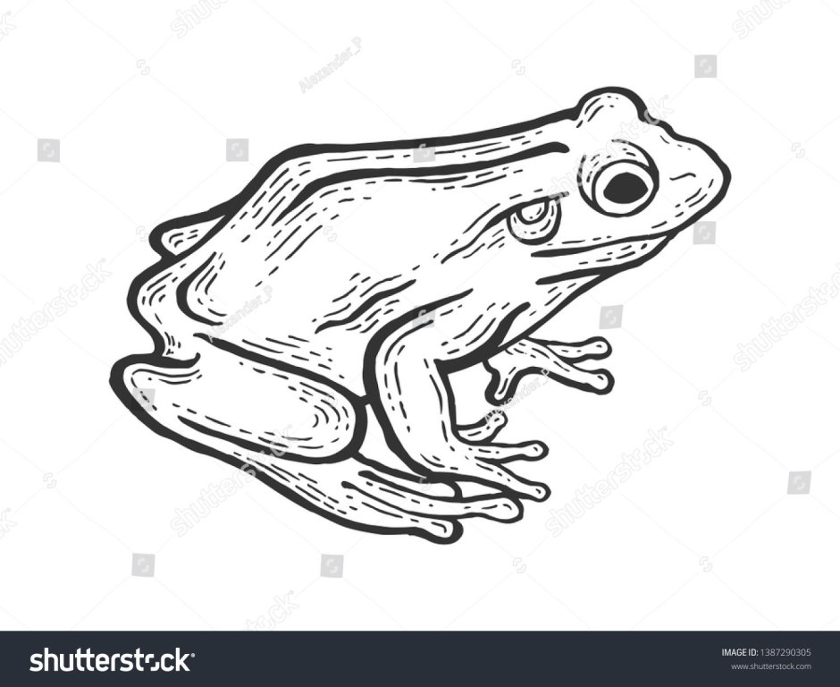 Лягушка эскиз