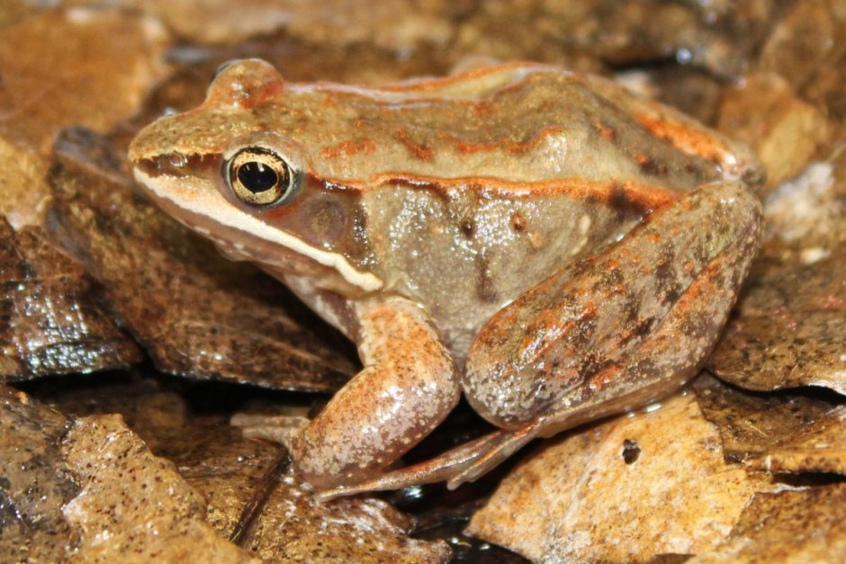 Лягушка Rana sylvatica
