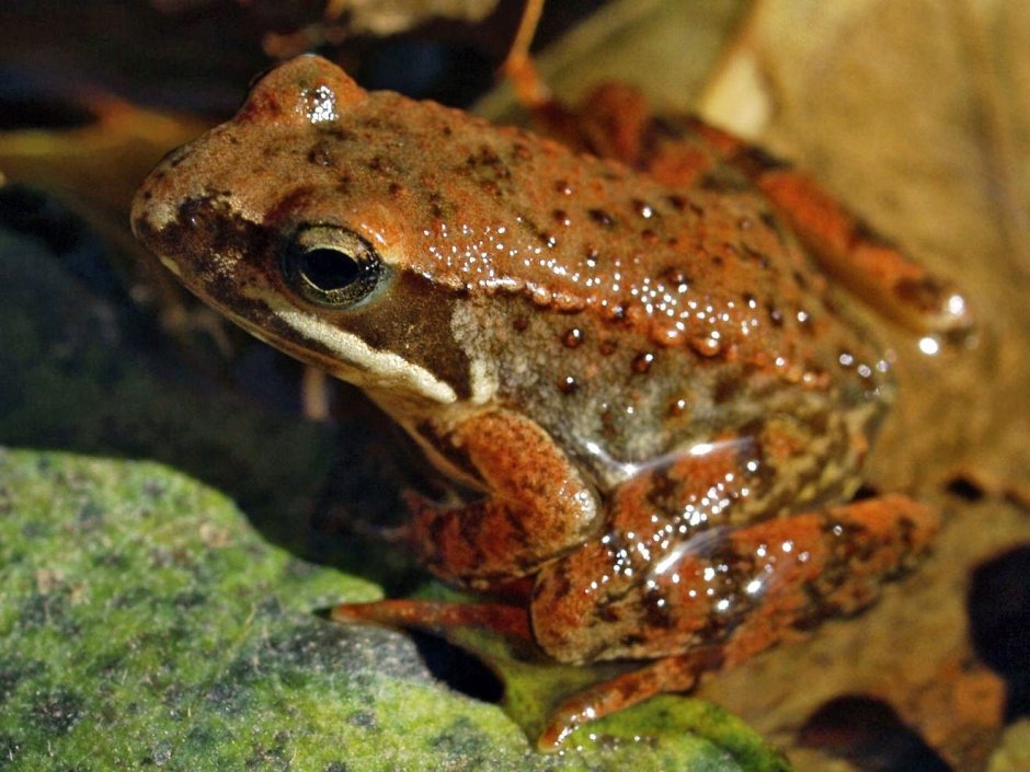 Бурая жаба Bufo guttata