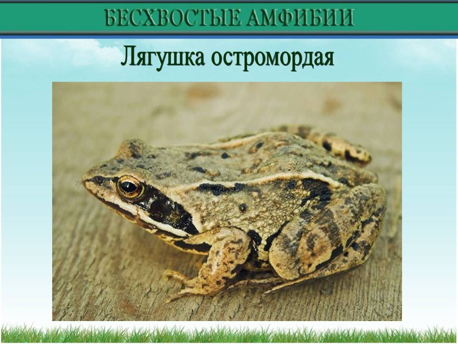 Остромордая лягушка систематика