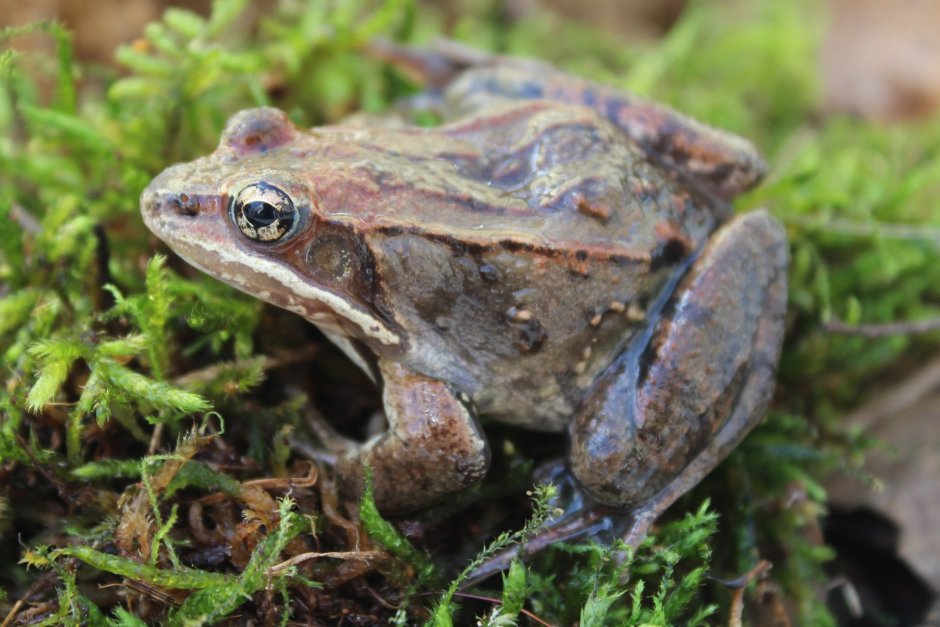 Rana sylvatica древесная лягушка