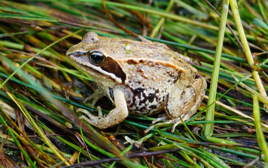 Сибирская лягушка Rana amurensis