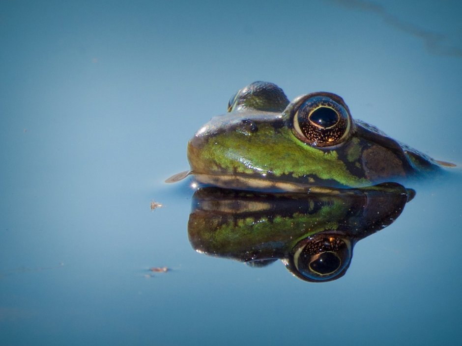 Жаба выглядывает из воды