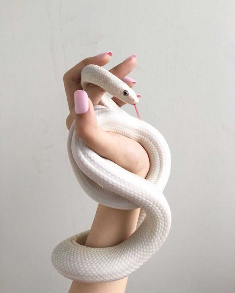 Белая змея на руке