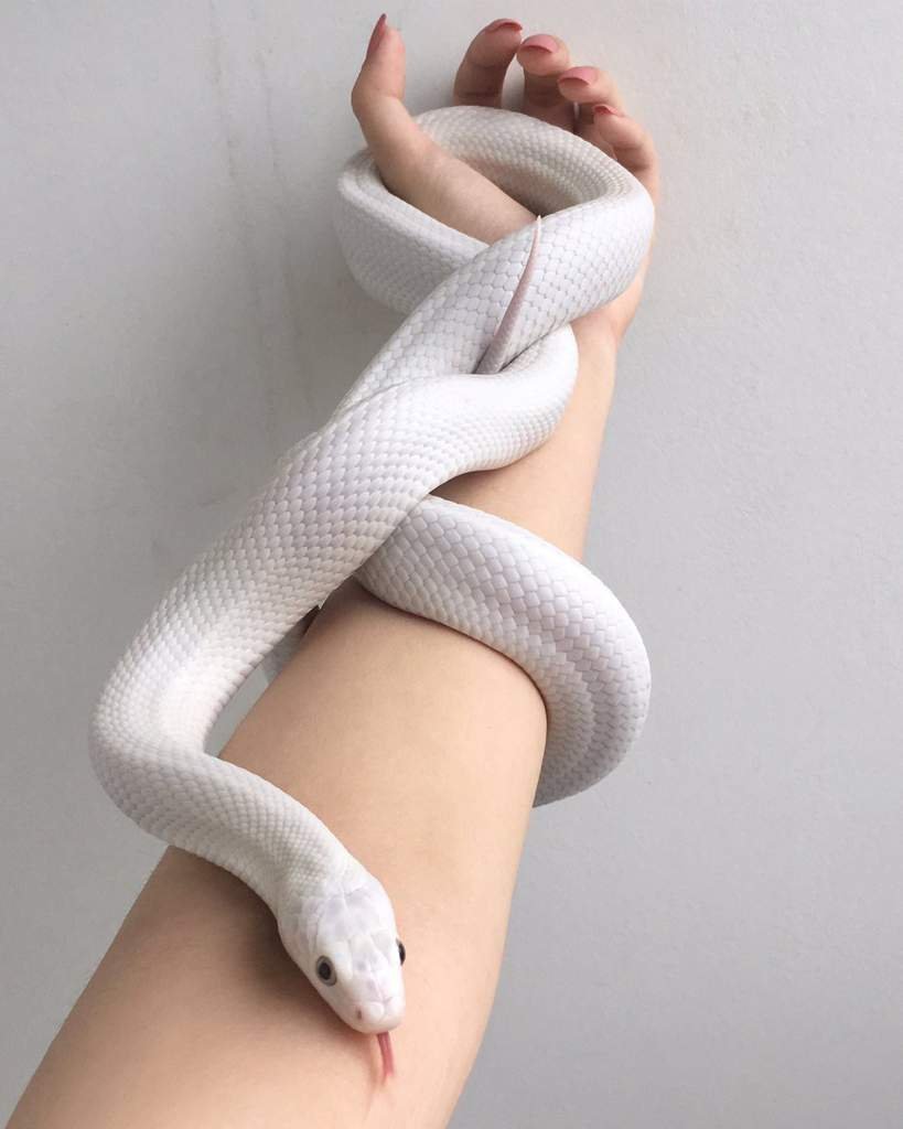 Красивые белые змеи