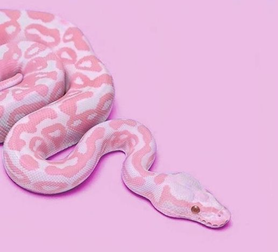 Полоз леуцист